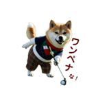 柴犬太の日常会話【ゴルフ部】（個別スタンプ：3）