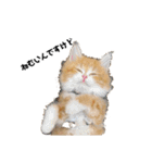猫のめいちゃんの日常（個別スタンプ：1）