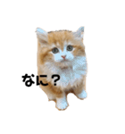 猫のめいちゃんの日常（個別スタンプ：2）