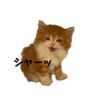 猫のめいちゃんの日常（個別スタンプ：3）