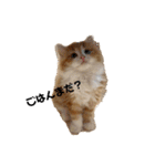 猫のめいちゃんの日常（個別スタンプ：4）