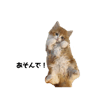 猫のめいちゃんの日常（個別スタンプ：5）