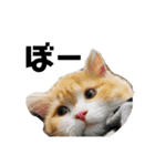 猫のめいちゃんの日常（個別スタンプ：8）