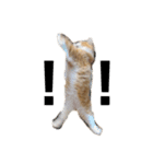 猫のめいちゃんの日常（個別スタンプ：10）