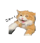 猫のめいちゃんの日常（個別スタンプ：11）