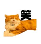 猫のめいちゃんの日常（個別スタンプ：13）