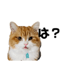 猫のめいちゃんの日常（個別スタンプ：15）