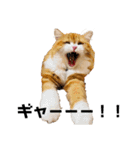 猫のめいちゃんの日常（個別スタンプ：17）