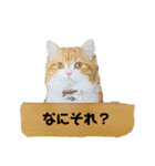 猫のめいちゃんの日常（個別スタンプ：21）