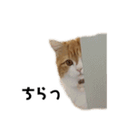 猫のめいちゃんの日常（個別スタンプ：22）