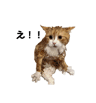 猫のめいちゃんの日常（個別スタンプ：23）