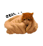 猫のめいちゃんの日常（個別スタンプ：25）