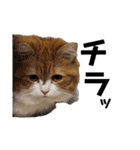 猫のめいちゃんの日常（個別スタンプ：28）