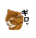 猫のめいちゃんの日常（個別スタンプ：29）