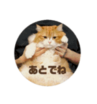 猫のめいちゃんの日常（個別スタンプ：31）