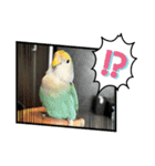 インコのピッちゃん（個別スタンプ：10）