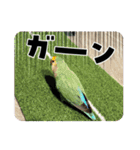 インコのピッちゃん（個別スタンプ：11）