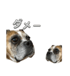 いい日ちゃむ2（個別スタンプ：26）