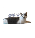くろループ（個別スタンプ：2）