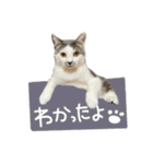 くろループ（個別スタンプ：6）