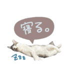 くろループ（個別スタンプ：11）