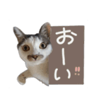 くろループ（個別スタンプ：12）