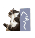 くろループ（個別スタンプ：16）