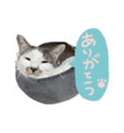 くろループ（個別スタンプ：17）