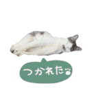 くろループ（個別スタンプ：35）