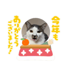 くろループ（個別スタンプ：40）