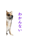 コロクルスタンプ第2弾（個別スタンプ：2）
