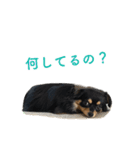 コロクルスタンプ第2弾（個別スタンプ：10）
