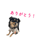 コロクルスタンプ第2弾（個別スタンプ：12）