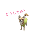 コロクルスタンプ第2弾（個別スタンプ：15）