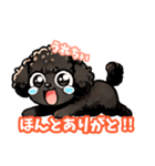 黒いマルプーちゃん（個別スタンプ：8）