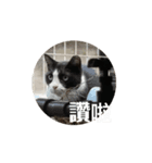 賓buは猫です 。（個別スタンプ：3）