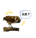 鳥が色々言うスタンプ#4（個別スタンプ：1）