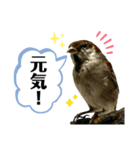 鳥が色々言うスタンプ#4（個別スタンプ：2）