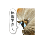 鳥が色々言うスタンプ#4（個別スタンプ：3）