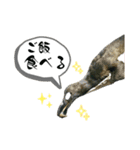 鳥が色々言うスタンプ#4（個別スタンプ：6）
