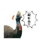 鳥が色々言うスタンプ#4（個別スタンプ：8）
