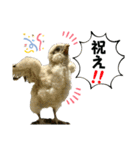 鳥が色々言うスタンプ#4（個別スタンプ：14）