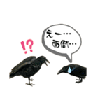 鳥が色々言うスタンプ#4（個別スタンプ：16）