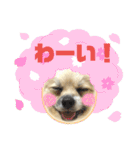 パーティーカラーのポメラニアン4（個別スタンプ：1）