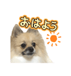 パーティーカラーのポメラニアン4（個別スタンプ：5）