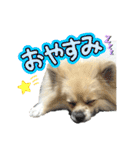 パーティーカラーのポメラニアン4（個別スタンプ：6）