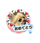 パーティーカラーのポメラニアン4（個別スタンプ：8）