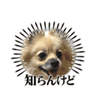 パーティーカラーのポメラニアン4（個別スタンプ：14）