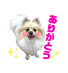 パーティーカラーのポメラニアン4（個別スタンプ：20）