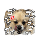パーティーカラーのポメラニアン4（個別スタンプ：22）